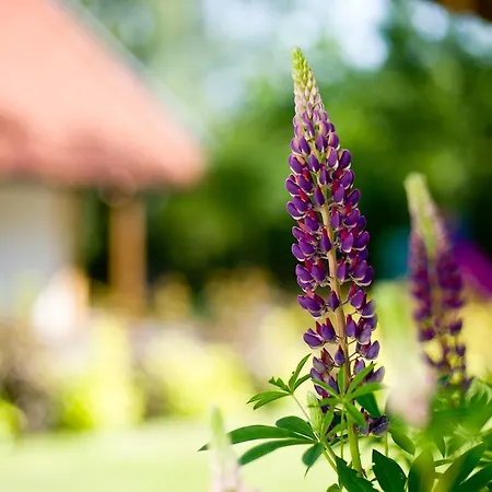 Siedlisko Grabinowo K/olsztyna