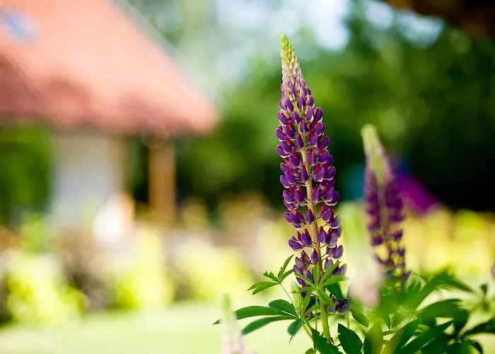 Siedlisko Grabinowo K/olsztyna